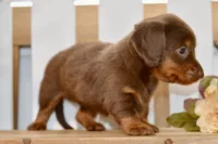 Sierra, a female Miniature Dachshund for sale in Anderson, MO – 2 of 8