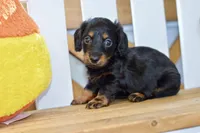 George, a male Dachshund for sale in Anderson, MO – 5 of 8
