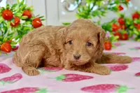 Josey, a female Miniature Goldendoodle for sale in Anderson, MO – 6 of 8