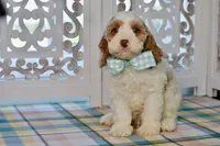 Charles, a male Cockapoo for sale in Anderson, MO – 5 of 8
