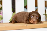 Drew, a male Miniature Dachshund for sale in Anderson, MO – 5 of 8