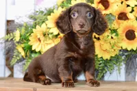 Drew, a male Miniature Dachshund for sale in Anderson, MO – 8 of 8