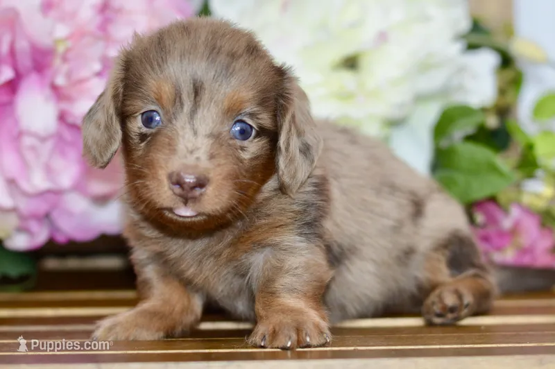 Nora – Miniature Dachshund puppy for sale in Anderson, MO