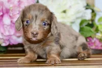 Nora, a female Miniature Dachshund for sale in Anderson, MO – 1 of 8