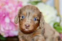 Nora, a female Miniature Dachshund for sale in Anderson, MO – 8 of 8