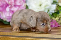 Nora, a female Miniature Dachshund for sale in Anderson, MO – 6 of 8