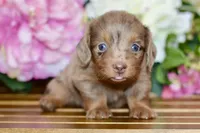 Nora, a female Miniature Dachshund for sale in Anderson, MO – 3 of 8