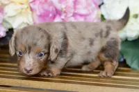 Nora, a female Miniature Dachshund for sale in Anderson, MO – 2 of 8