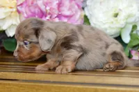 Nora, a female Miniature Dachshund for sale in Anderson, MO – 7 of 8