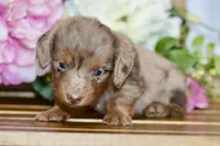 Nora, a female Miniature Dachshund for sale in Anderson, MO – 5 of 8