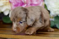 Nora, a female Miniature Dachshund for sale in Anderson, MO – 4 of 8