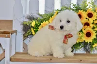 Glenn, a male Bichon Frise for sale in Anderson, MO – 3 of 8