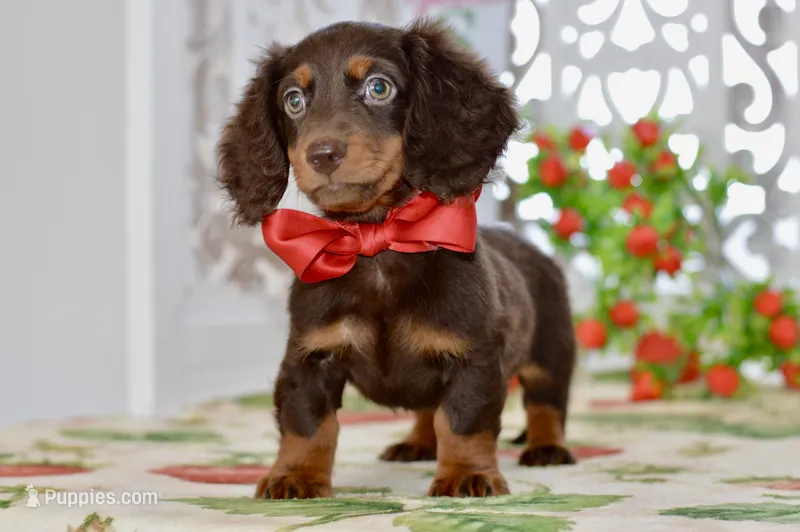 Hendrix – Dachshund puppy for sale in Anderson, MO