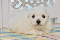 Gilbert, a male Bichon Frise for sale in Anderson, MO – 3 of 8