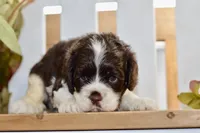 Russell, a male Cocker Spaniel for sale in Anderson, MO – 4 of 8