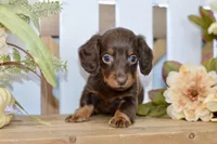 Crosby, a male Miniature Dachshund for sale in Anderson, MO – 5 of 6
