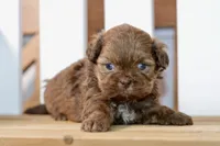Betty, a female Shih Tzu for sale in Anderson, MO – 1 of 8