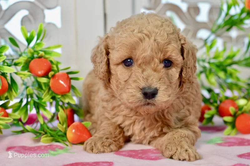 Jared – Miniature Goldendoodle puppy for sale in Anderson, MO