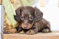 Claudine, a female Miniature Dachshund for sale in Anderson, MO – 4 of 8