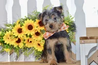 Frank, a male Silky Terrier for sale in Anderson, MO – 3 of 8