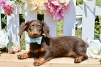 Nash, a female Miniature Dachshund for sale in Anderson, MO – 6 of 8