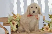 Jay, a male Miniature Goldendoodle for sale in Anderson, MO – 7 of 8