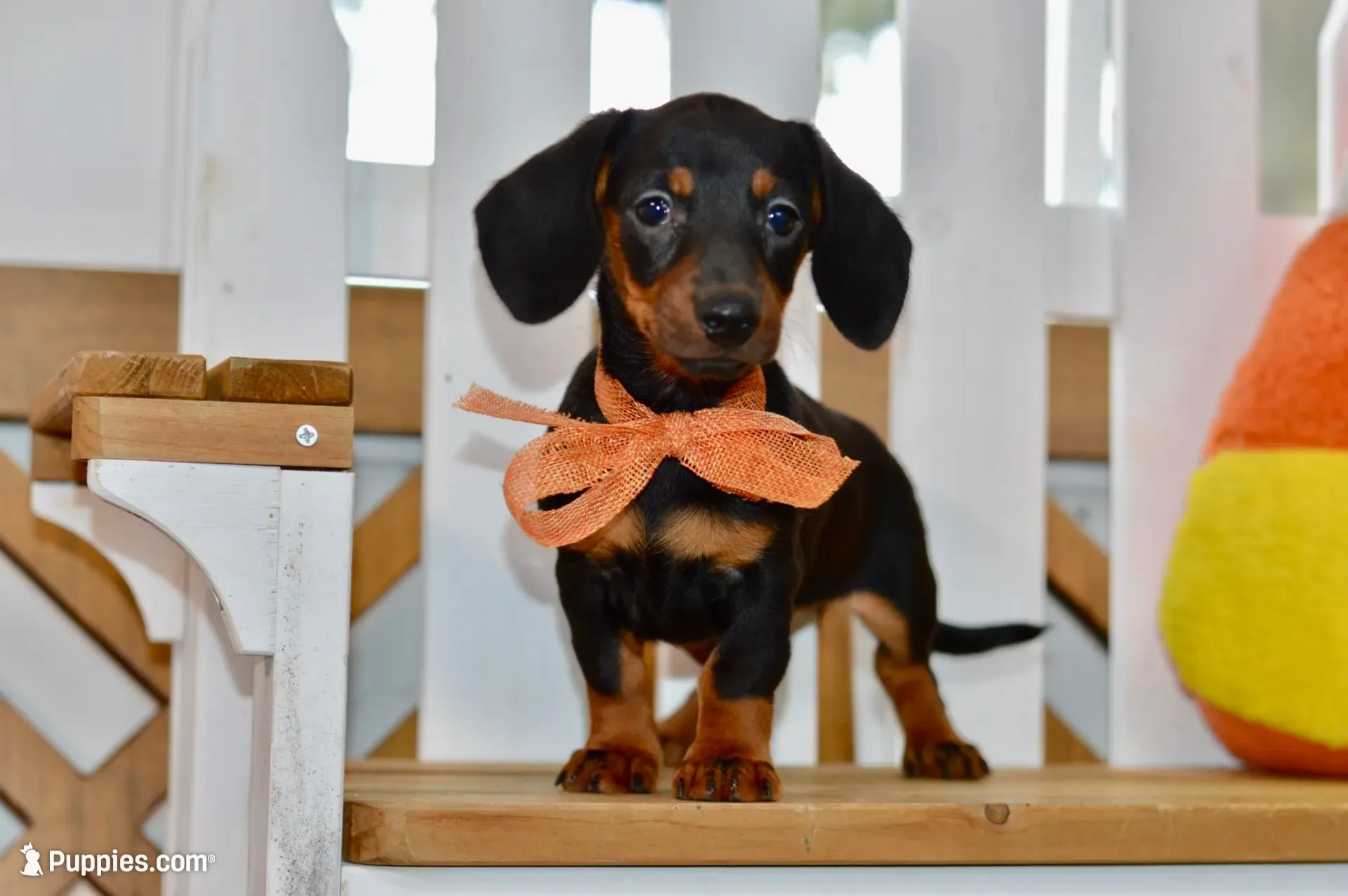Sybel, a female Miniature Dachshund for sale in Anderson, MO – 1 of 8