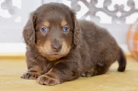 Thatcher, a male Dachshund for sale in Anderson, MO – 3 of 8
