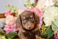 Nash, a female Miniature Dachshund for sale in Anderson, MO – 6 of 8
