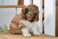 Brett, a male Shih Tzu for sale in Anderson, MO – 7 of 8