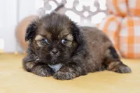 Willow, a female Shih Tzu for sale in Anderson, MO – 4 of 8