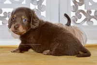 Thatcher, a male Dachshund for sale in Anderson, MO – 4 of 8