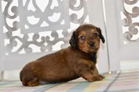 Debbie, a female Miniature Dachshund for sale in Anderson, MO – 5 of 8