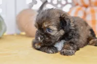 Willow, a female Shih Tzu for sale in Anderson, MO – 6 of 8