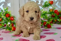 Jay, a male Miniature Goldendoodle for sale in Anderson, MO – 4 of 8
