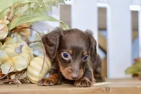 Charles, a male Miniature Dachshund for sale in Anderson, MO – 5 of 8