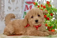 Jared, a male Miniature Goldendoodle for sale in Anderson, MO – 2 of 8