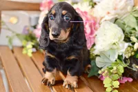 Able, a male Miniature Dachshund for sale in Anderson, MO – 8 of 8