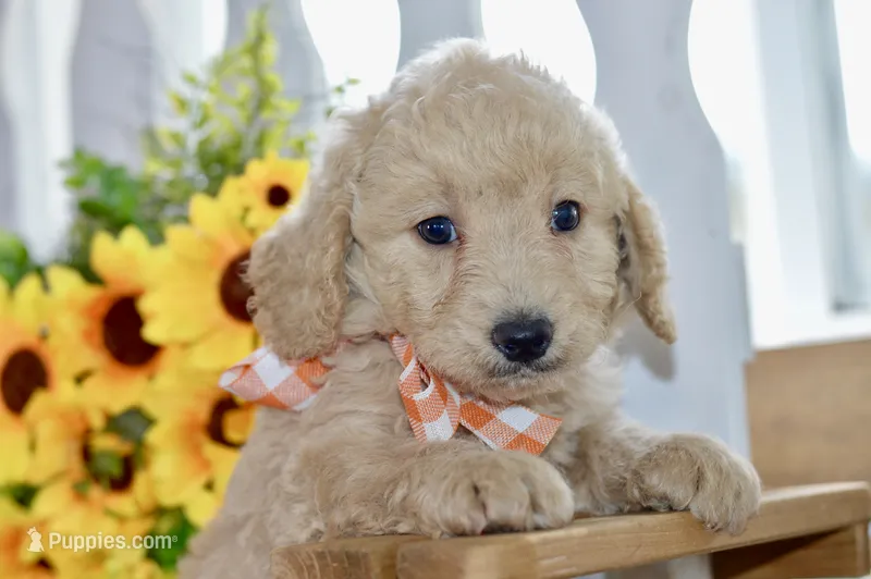 Jay – Miniature Goldendoodle puppy for sale in Anderson, MO