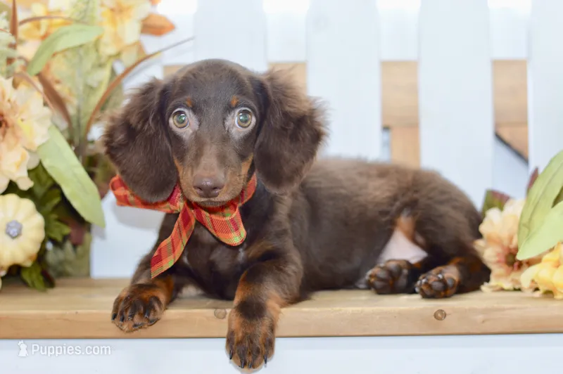 Drew – Miniature Dachshund puppy for sale in Anderson, MO