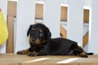 Gitty, a female Dachshund for sale in Anderson, MO – 3 of 8