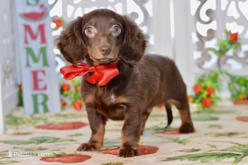 Drew – Miniature Dachshund puppy for sale in Anderson, MO