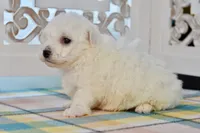 Gilbert, a male Bichon Frise for sale in Anderson, MO – 7 of 8