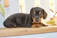 Sofie, a female Miniature Dachshund for sale in Anderson, MO – 8 of 8