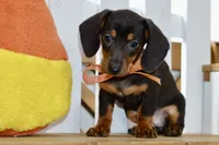 Sofie, a female Miniature Dachshund for sale in Anderson, MO – 2 of 8
