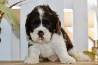 Russell, a male Cocker Spaniel for sale in Anderson, MO – 3 of 8