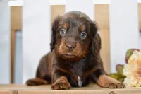 Sam, a male Miniature Dachshund for sale in Anderson, MO – 2 of 8