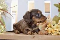 Coco, a female Miniature Dachshund for sale in Anderson, MO – 6 of 8