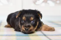 Fern, a female Silky Terrier for sale in Anderson, MO – 8 of 8