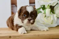Banks, a male Shih Tzu for sale in Anderson, MO – 3 of 8